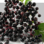 Bountiful Berries