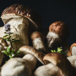 Magical Mushrooms